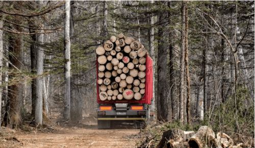 俄罗斯将完全禁止原木出口,数百家华商木材厂该何去何从